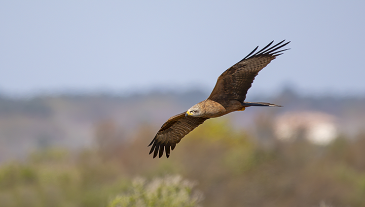 À la découverte des rapaces diurnes